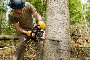tree-cut-services