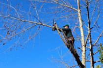 Benefits Of Tree Trimming